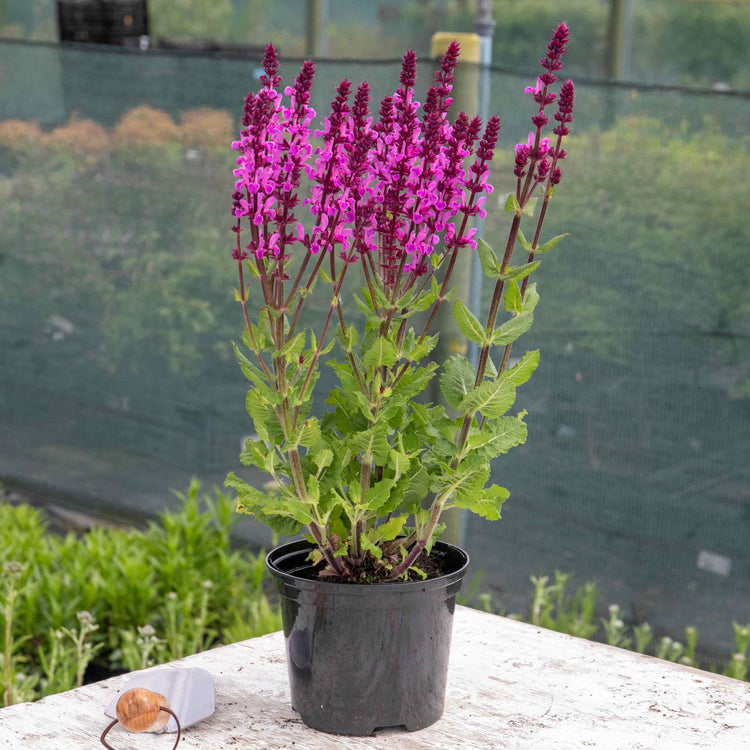 Salvia Plant 'Nemerosa Rose Marvel'