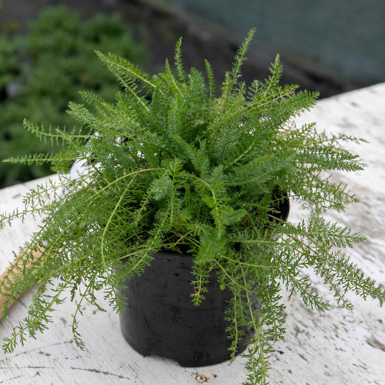 Achillea Plant 'Summer Berries Mixed'