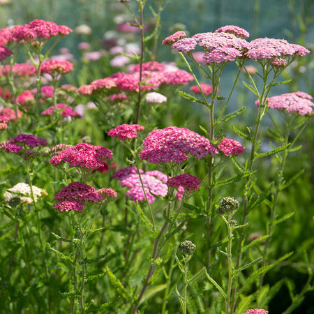 Achillea Plant 'Summer Berries Mixed'