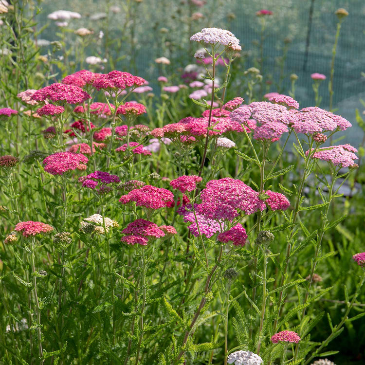 Achillea Plant 'Summer Berries Mixed'