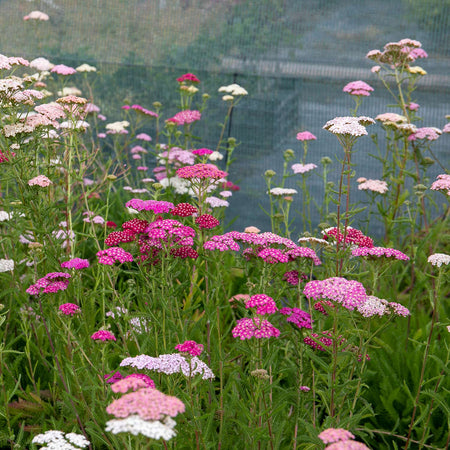 Achillea Plant 'Summer Berries Mixed'