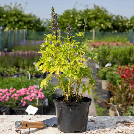 Delphinium Plant 'Magic Fountains Dark Blue White Bee'