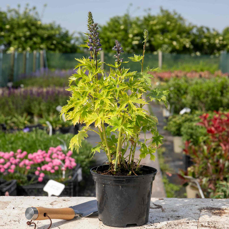 Delphinium Plant 'Magic Fountains Dark Blue White Bee'
