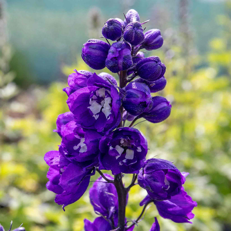 Delphinium Plant 'Magic Fountains Dark Blue White Bee'