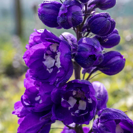 Delphinium Plant 'Magic Fountains Dark Blue White Bee'
