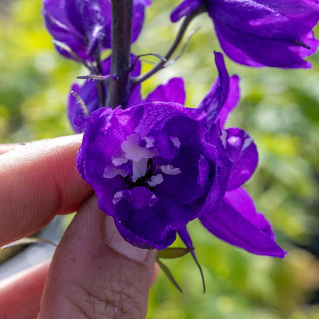 Delphinium Plant 'Magic Fountains Dark Blue White Bee'