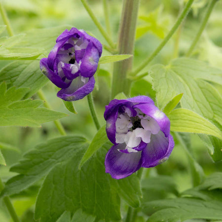 Delphinium Plant 'Magic Fountains Dark Blue White Bee'