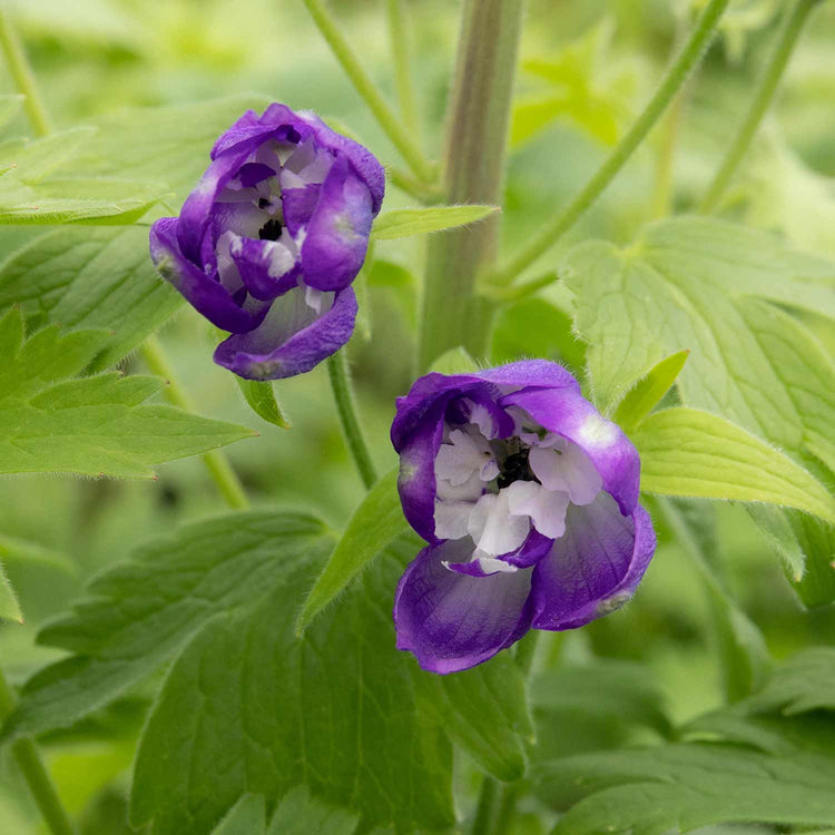 Delphinium Plant 'Magic Fountains Dark Blue White Bee'