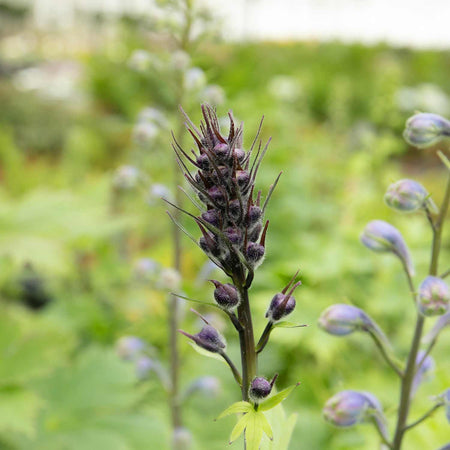 Delphinium Plant 'Magic Fountains Dark Blue White Bee'