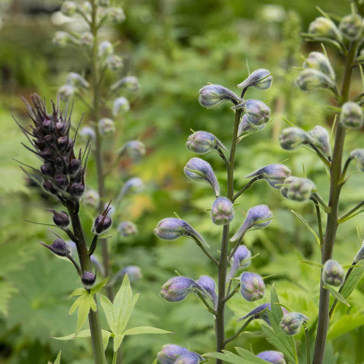 Delphinium Plant 'Magic Fountains Dark Blue White Bee'