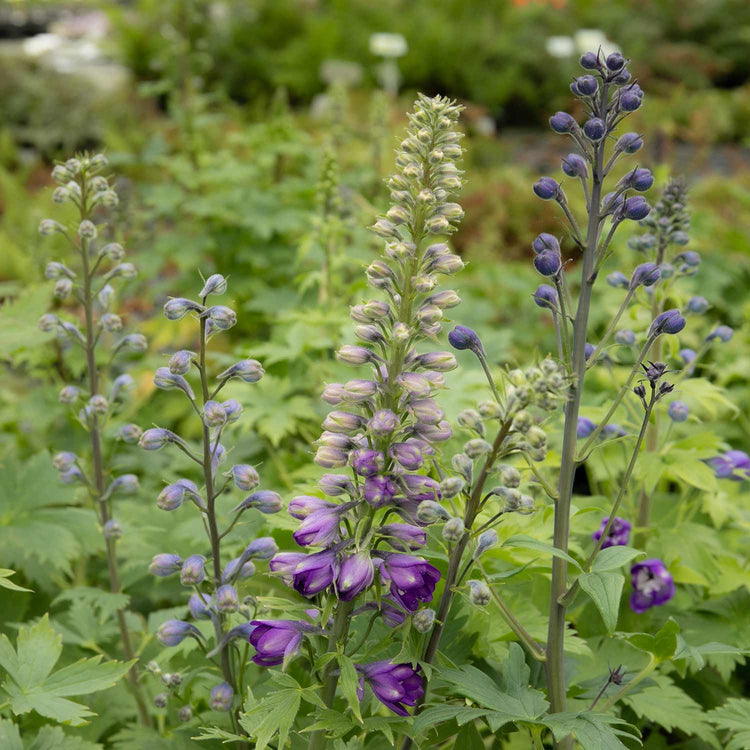 Delphinium Plant 'Magic Fountains Dark Blue White Bee'