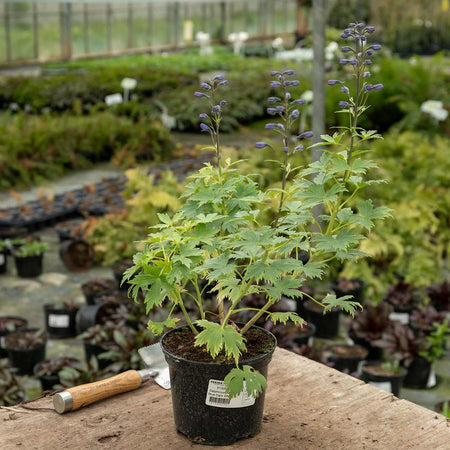 Delphinium Plant 'Magic Fountains Dark Blue White Bee'