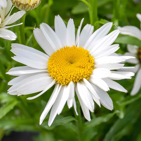 Leucanthemum Plant 'Madonna'