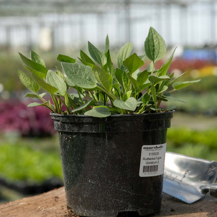 Rudbeckia Plant 'Goldsturm'