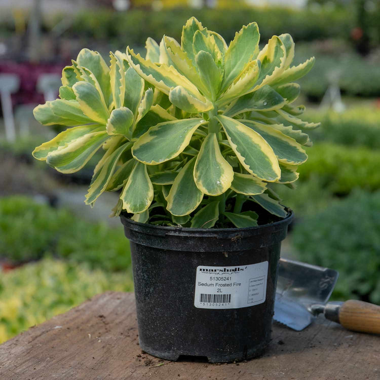 Sedum Plant 'Frosted Fire'