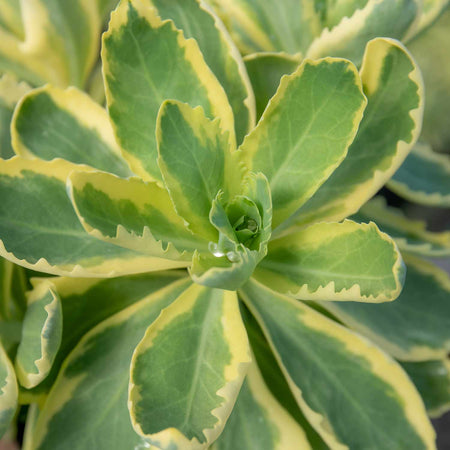 Sedum Plant 'Frosted Fire'