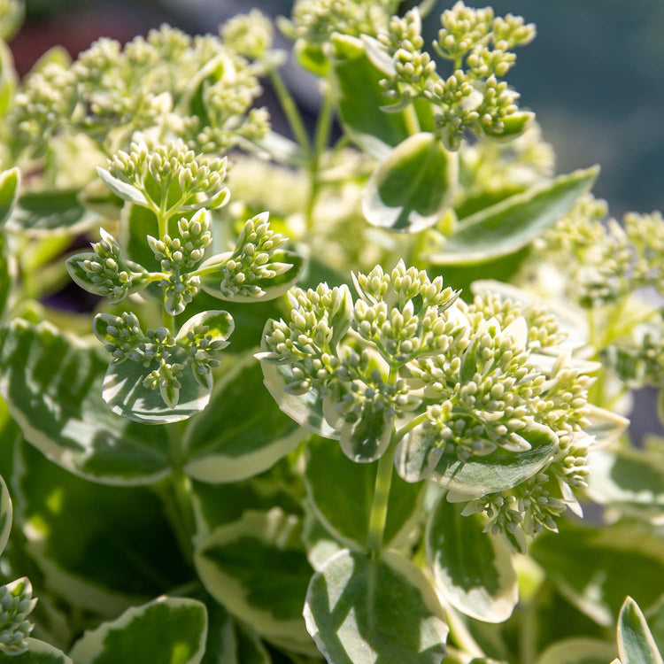 Sedum Plant 'Frosted Fire'