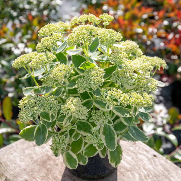 Sedum Plant 'Frosted Fire'