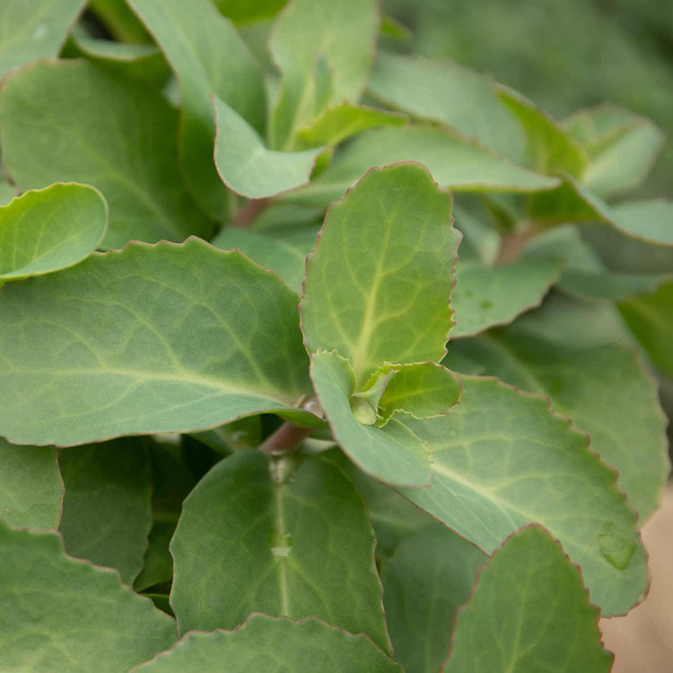 Sedum Plant 'Matrona'