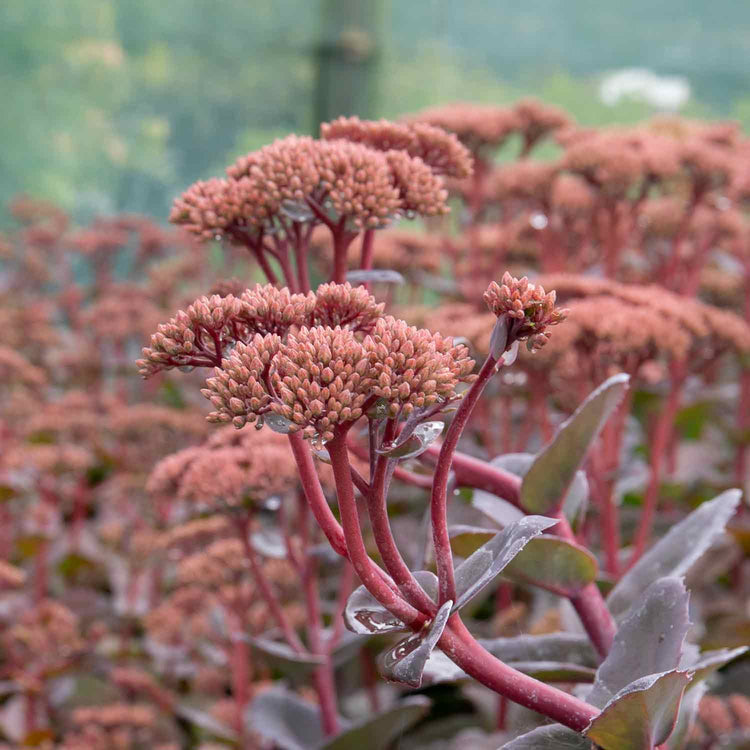 Sedum Plant 'Matrona'