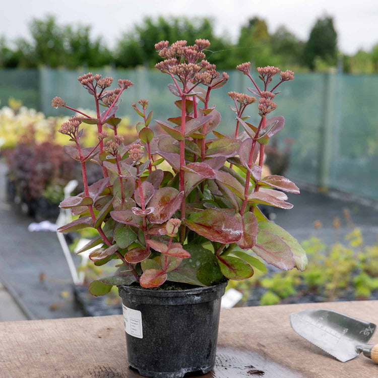 Sedum Plant 'Matrona'