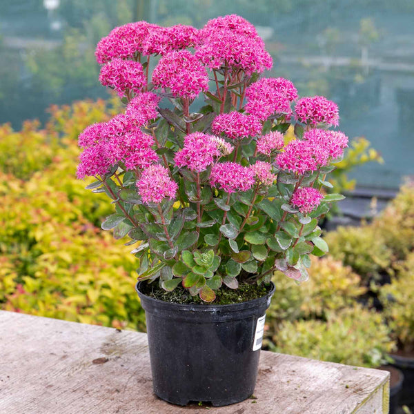 Sedum Plant 'Munstead Red'