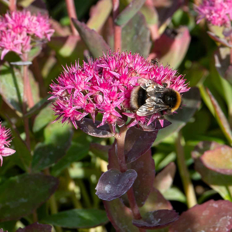 Sedum Plant 'Munstead Red'