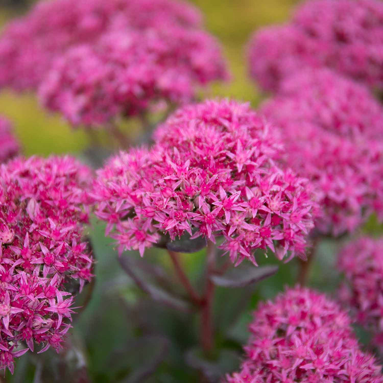 Sedum Plant 'Munstead Red'