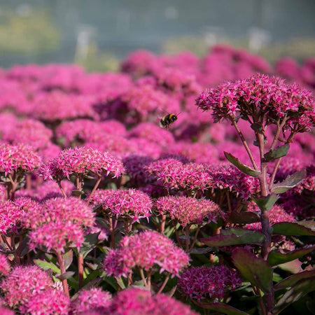 Sedum Plant 'Munstead Red'