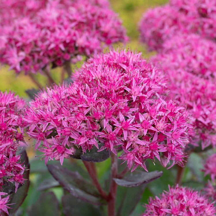 Sedum Plant 'Munstead Red'