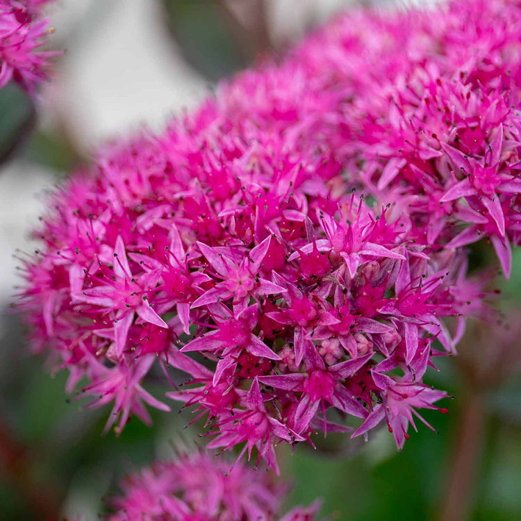 Sedum Plant 'Munstead Red'