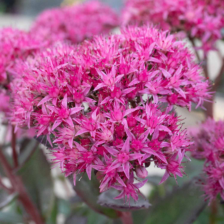 Sedum Plant 'Munstead Red'