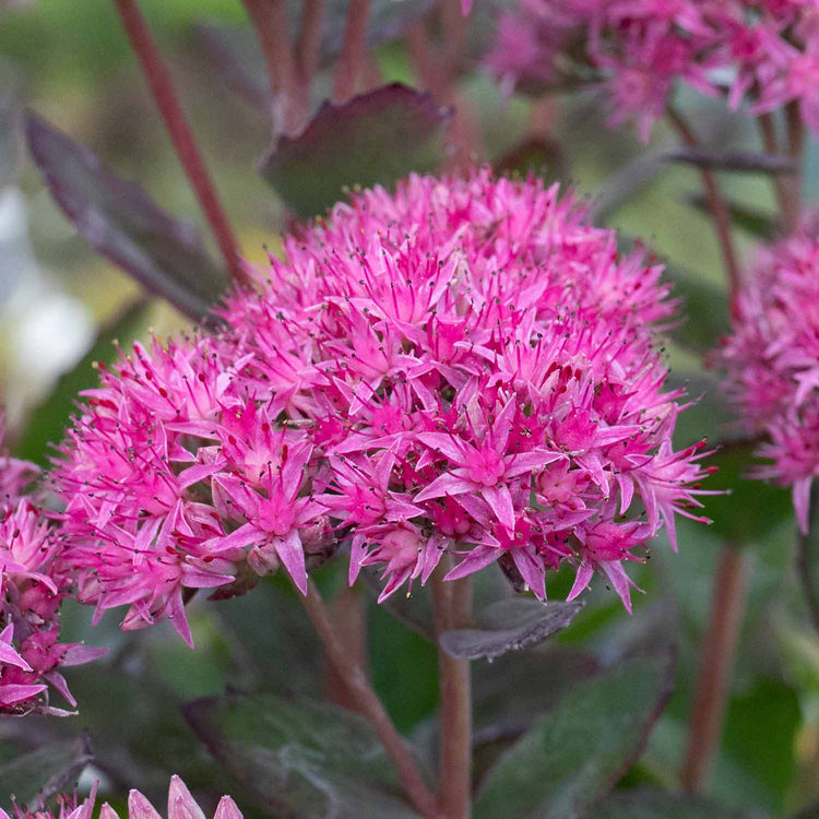 Sedum Plant 'Munstead Red'