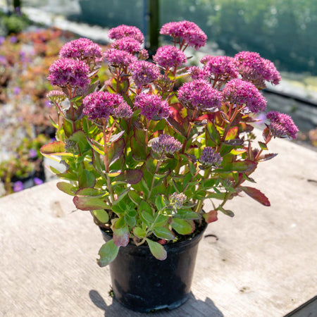 Sedum Plant 'Munstead Red'