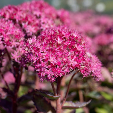 Sedum Plant 'Munstead Red'