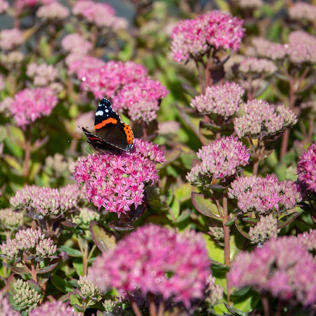 Sedum Plant 'Munstead Red'