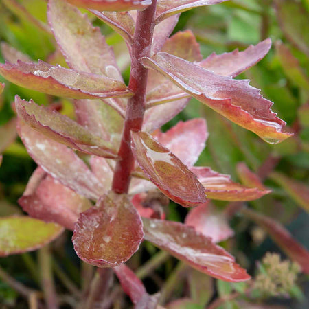 Sedum Plant 'Munstead Red'