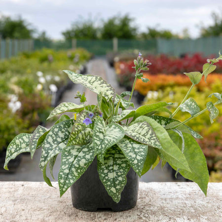 Pulmonaria Plant 'Trevi Fountain'