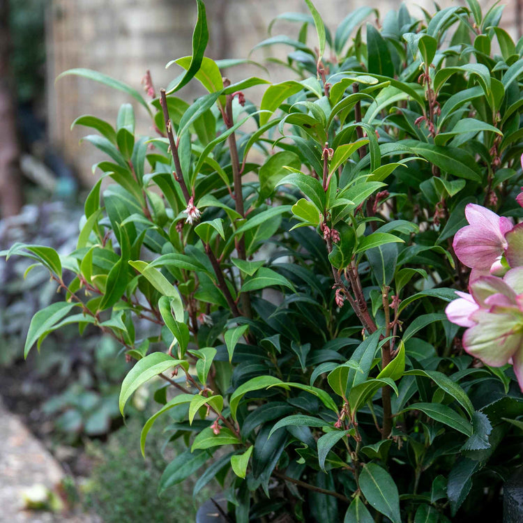 Sarcococca Hookeriana 'Winter Gem ®'