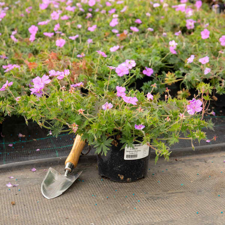 Geranium Plant 'Blushing Turtle'