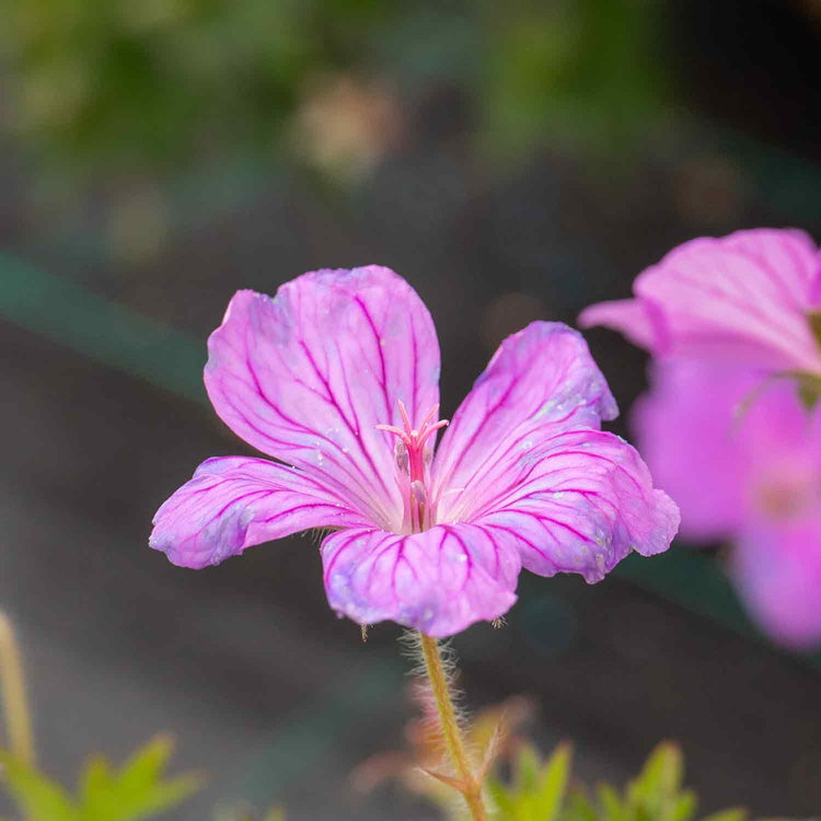 Geranium Plant 'Blushing Turtle'