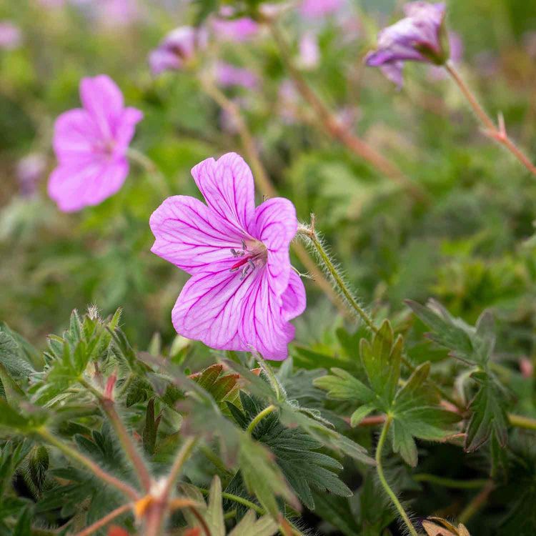 Geranium Plant 'Blushing Turtle'