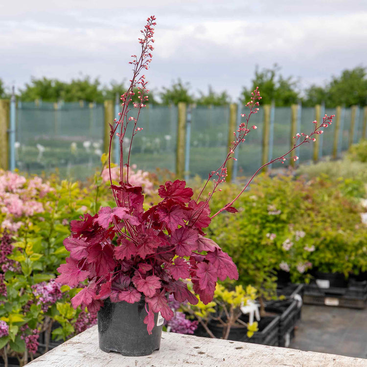 Heuchera Plant 'Wild Rose'