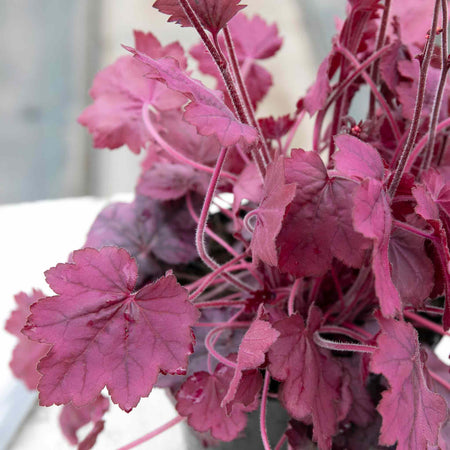 Heuchera Plant 'Wild Rose'