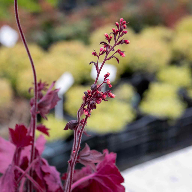 Heuchera Plant 'Wild Rose'