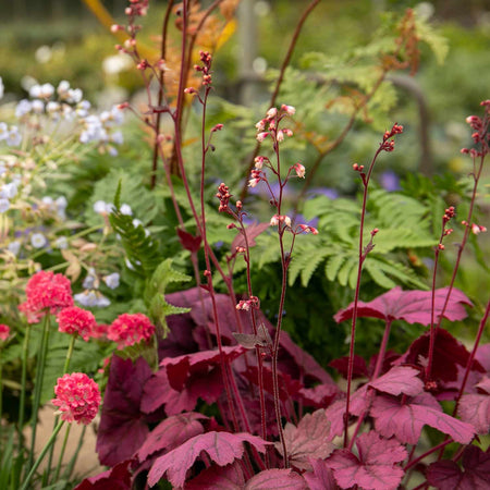 Heuchera Plant 'Wild Rose'