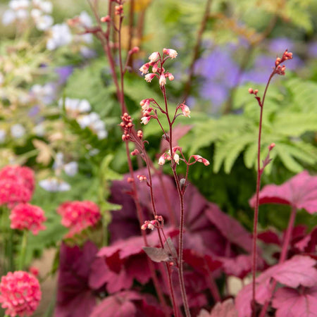 Heuchera Plant 'Wild Rose'