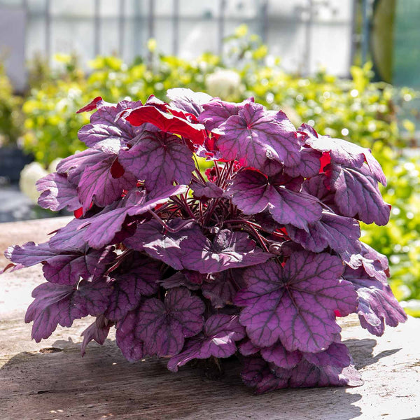 Heuchera Plant 'Wild Rose'