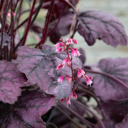 Heuchera Plant 'Wild Rose'