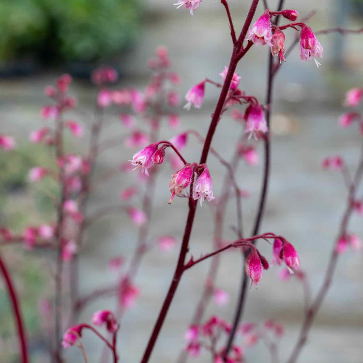 Heuchera Plant 'Wild Rose'